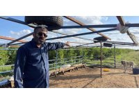 5 Kangal köpeği uyutarak, 45 kurbanlık koyunu çaldılar