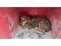 Samandağ’da çukura düşen köpek kurtarıldı