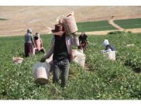 Prof. Dr. Tuna Katırcıbaşı: "Güneş çarpması nedeniyle çalışma saatleri modifiye edilmeli"