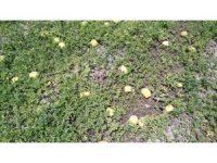 Aşırı sıcak kavun, karpuz,  biber ve domatesleri yaktı