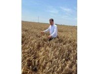 Yüreğir Ziraat Odası Başkanı Doğan: "Açıklanan buğday fiyatı beklentileri karşılamadı"