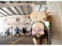 Konyaaltı’nda 3 noktada ücretsiz kurban kesimi