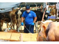 Büyükşehir kurban pazar yerlerini ilaçlıyor