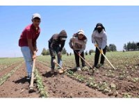 Amik Ovası’nda pamuğun ipliğe yolculuğunda zorlu çapa mesaisi