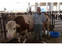 Kurban pazarının en büyük tosunu 230 bin liraya satışta