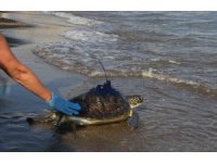 Uydu vericisi takılan yeşil deniz kaplumbağaları denize bırakıldı