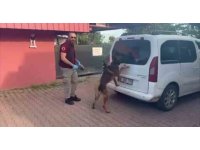 Torbacılar yakalanınca “Kraliçe arı” taşıdıklarını söyledi