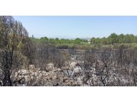 Antalya’da orman yangınında 2 hektar alan zarar gördü