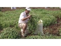 Tarla sulamaya giden çiftçinin cesedi bulundu