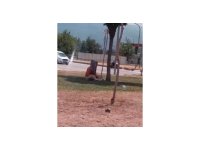 Kadın dilenci topladığı paraları sayarken cep telefonu kamerasına yakalandı