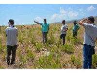 Orman yangınlarında yanan alanlara dikilen fidanlar büyüyor