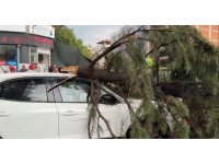 Burdur’da fırtınada kırılan ağaç aracın üzerine devrildi