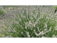 Lavanta kokulu köyde hasat başladı