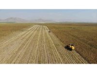 Kahramanmaraş’ta çerezlik ve yağlık ayçiçeği hasadı