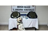 Jandarma 3 adrese baskın yaptı, 14 kilo esrar ele geçirdi