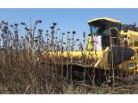 Osmaniye’de Ayçiçek hasadı başladı