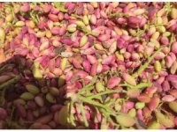 Mersin’de fıstık hasadı