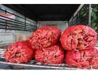 Adana’da salçalık biber telaşı başladı