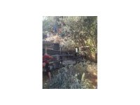 Zeytinliğe uçan patpattaki 2 kişi yaralandı