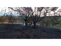 Defne’de zeytinlik yangını