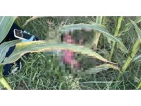 Mısır tarlasında bulunan bebekle ilgili 1 kişi tutuklandı