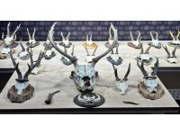 Karaca ve geyik trofesi kaçakçılığı operasyonu