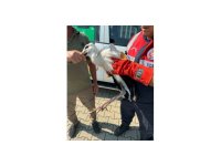 Osmaniye’de cami minaresinde mahsur kalan yaralı leylek kurtarıldı