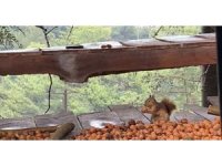 Adana’da ceviz hasadı başladı