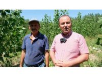 Mersin’de karpuz hasadı başladı