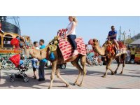 Alanya’da devecilik faaliyetlerine son verildi