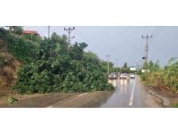 Adana’da fırtına ağaç devirdi