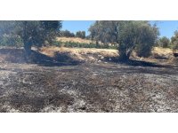 Hatay’da zeytinlik alanda çıkan yangın söndürüldü