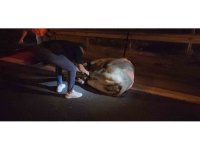 Tırdan kaçarak otoyolda trafiği durduran angus, iğneyle vurularak yakalandı