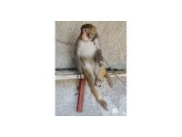 Çocuğu ısıran maymunun sahibine 41 bin 817 lira para cezası