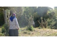 Kadınlara karşı soyunup tartışan kişi zeytin ağaçlarını kesti iddiası