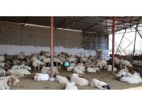 ’Mavi dil’ hastalığı 20 yıl sonra ilk kez görüldü