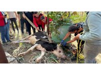 20 metrelik su kuyusuna düşen ineği itfaiye kurtardı