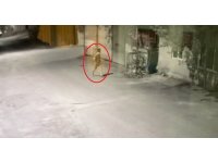 Eski çalıştığı iş yerinden kamyoneti alıp 90 kilometrelik gece turu yaptı