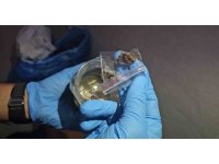 Narkotik polislerde Yüreğir’de 1 yılda 1880 torbacı yakaladı