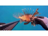 Ölü sandığı zehirli aslan balığı hastanelik etti