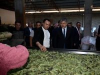 Osmaniye’de defne yaprağı hasadı başladı