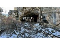 Üniversiteli çobanı ağlatan yıkım