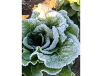 Adana’da tarımı don vurdu