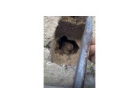 Tahliye bacasına düşen tavşan kurtarıldı