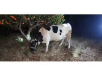 Hayvan hırsızları hayvanlarla birlikte yakalandı