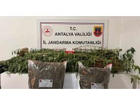 Alanya’da narkotik operasyonları