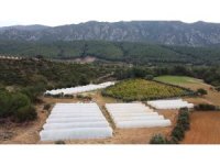 Çilekleri korumak için ses bombalı tedbir aldı