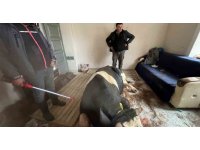 450 kiloluk tosun kahvaltı yapan çocukların bulunduğu salona daldı büyük panik yaşattı