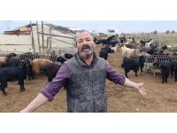 Antalya’da sokak köpekleri 25 keçiyi telef etti