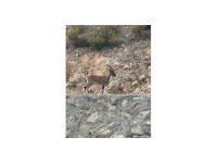 Yaban keçisini avladı, "Domates yıkıyordum" savunmasıyla şaşırttı